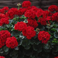 Deep Red Hybrid Geranium Seeds