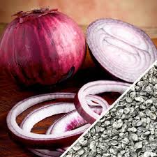 Onion Seeds (Short Day) - Red Burgundy