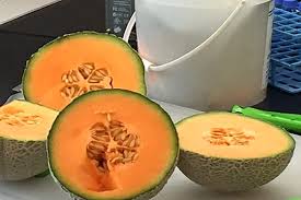 Triton Melon Seed