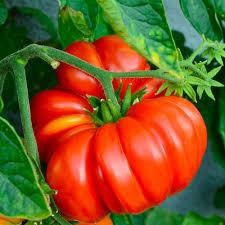 Tomato Seeds - Brandywine Red (RL)