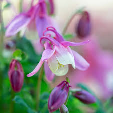 Dwarf / European Columbine Seeds