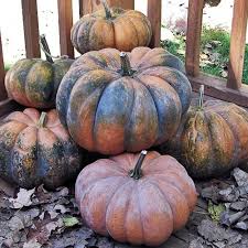 Pumpkin Seeds - Musquee de Provence