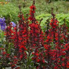 Lobelia Scarlet Bronze Leaf Seeds