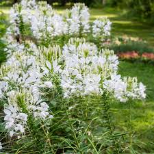 Cleome Seeds - White Queen