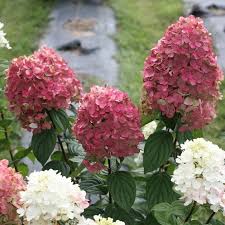 Hydrangea Fire Light Panicle Seeds