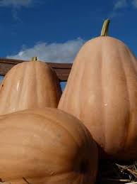 Pumpkin Seeds - Kentucky Field