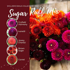 Dahlia Seeds - Sugar Puff Mix