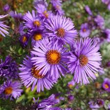 England Aster Seeds