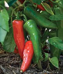 Hot Pepper Seeds (Organic) - Anaheim Chili