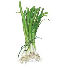 Onion Seeds (Bunching) - White Lisbon