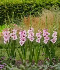 Gladiolus Flower Seeds - Zamora