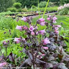 Penstemon Burgundy Seeds