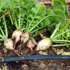 Turnip Seeds (Organic) - Seven Top