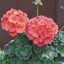 Salmon Hybrid Geranium Seeds