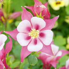 Columbine Seeds - Rose Star