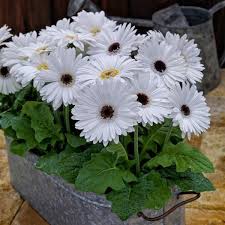 Bright White Dark Eye Gerbera Seeds