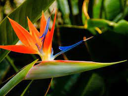 Heirloom Non-GMO Strelitzia Reginae Plant Seeds for Exotic Bird of Paradise Garden Planting