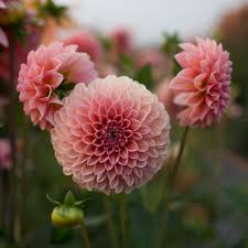 Dahlia Seeds (Ball) - Jowey Nicky