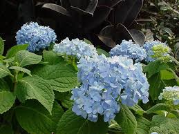 Hydrangea Bigleaf Hydrangea