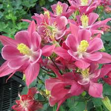 Columbine Seeds - Winky Single Rose-Rose