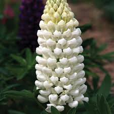 Russell Lupine Seeds - Noble Maiden