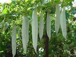 Snake Gourd Vegetable Seeds for Planting