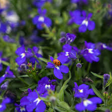 Masterpiece Blue with Eye Lobelia Seeds