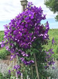 Clematis Jackmanii Seeds