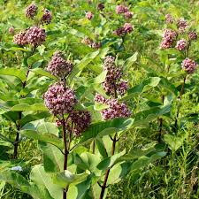 Milkweed - Common Seeds