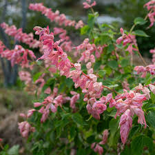 Salvia Peachy Pink Seeds