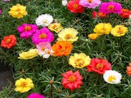 Portulaca Happy Hour Mix Seed