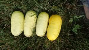 Blonde Cucumber Seeds for Planting - Heirloom & Non-GMO Garden Seeds
