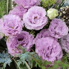 Lisianthus Seeds - Voyage Lavender