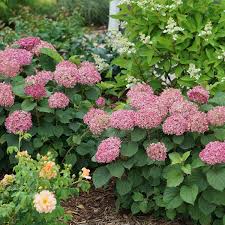 Hydrangea Invincibelle Mini Smooth Seeds