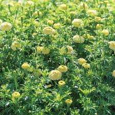 White Swan Marigold Seeds