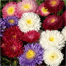 China Aster Seeds - Powderpuff Mix