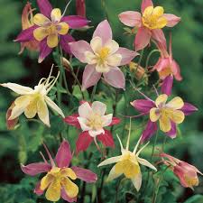 Columbine Seeds - McKana Giant Mix