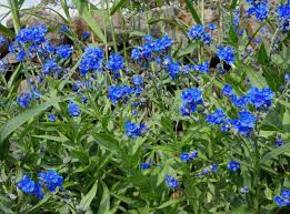 Cynoglossum Nervosum Seeds