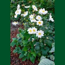 Anemone Snow Angel Seeds