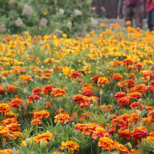 Marigold Sparky Mix Seed Mat