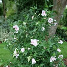 Hibiscus Starblast Rose of SharonSeeds