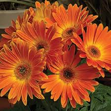 Sunset Orange Hybrid Gerbera Daisy Seeds