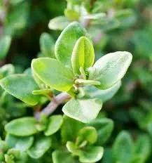 Green Thymus Serpyllum Plant Seeds for Planting - NON GMO Seeds for planting in home garden