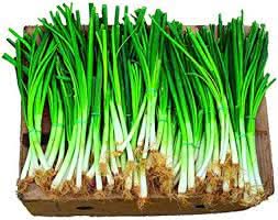 Green Scallion Allium fistulosum seeds for garden planting