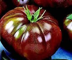 Brown Giant Tomato Solanum lycopersicum seeds for garden planting