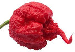 Carolina Reaper Chili Capsicum chinense seeds for home garden planting