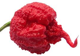 Carolina Reaper Chili Capsicum chinense seeds for home garden planting