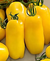 Yellow Banana Tomato Solanum lycopersicum seeds for pot planting