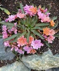 Mixed Lewisia Flower Seeds for Garden - NON GMO Seeds Dhara Seeds