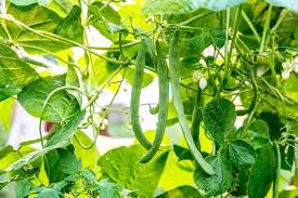 Venezia Bean Seeds for Planting - Unique Variety heirloom & Non GMO Seeds